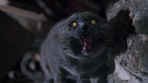 复活后诡异的猫