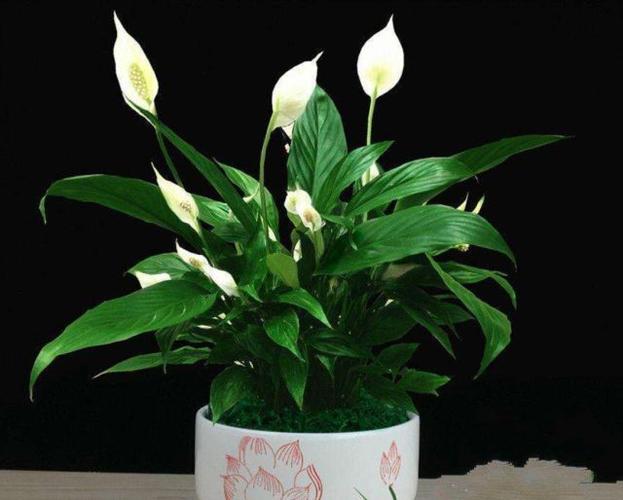 白掌花多少?按照"4个"方法做,花多叶茂株型美!