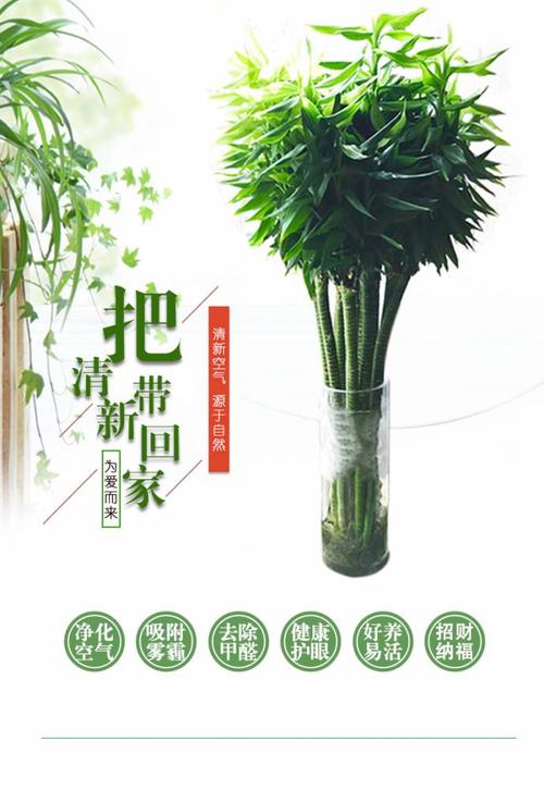 龙竹富贵竹植物观音竹水培植物盆栽花卉植物室内花招财竹水养绿植