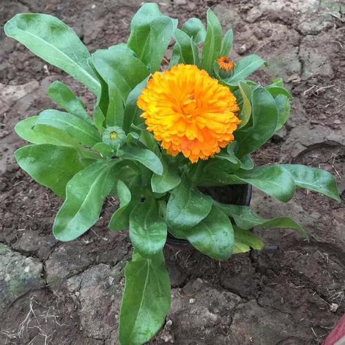 山东金盏菊基地种植 金盏菊小苗