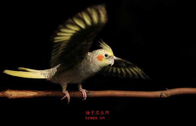 【玄凤鹦鹉价格多少钱】玄凤鹦鹉多少钱一只