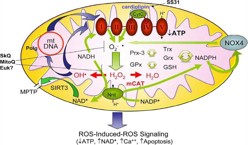 the lack of anti-aging effect with antioxidant supplements led
