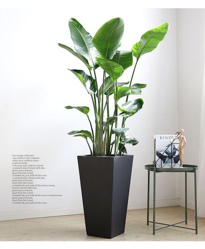 爱优尚天堂鸟大植物盆栽客厅办公室观叶盆景鹤望兰