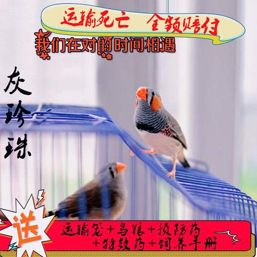 珍珠珍珠鸟活体白文灰文鸟白灰送鸟观赏宠物鸟活鸟