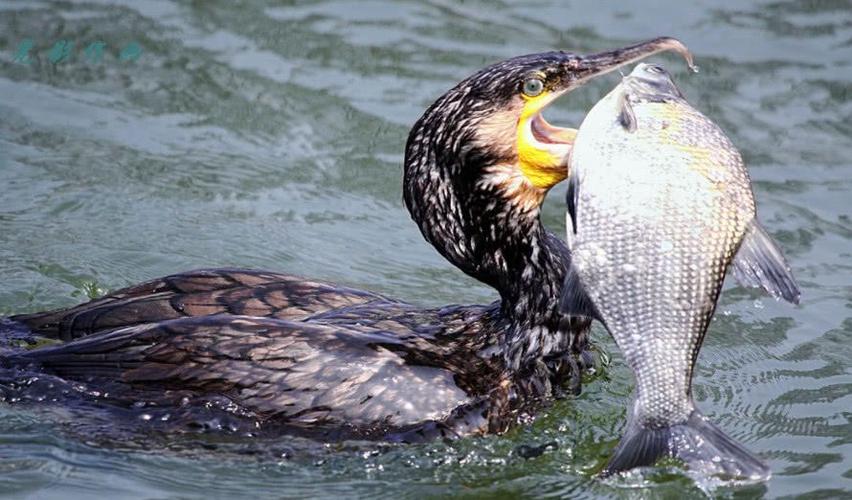 早已落后的鸬鹚捕鱼,老渔民换种思路,如今收入可观!