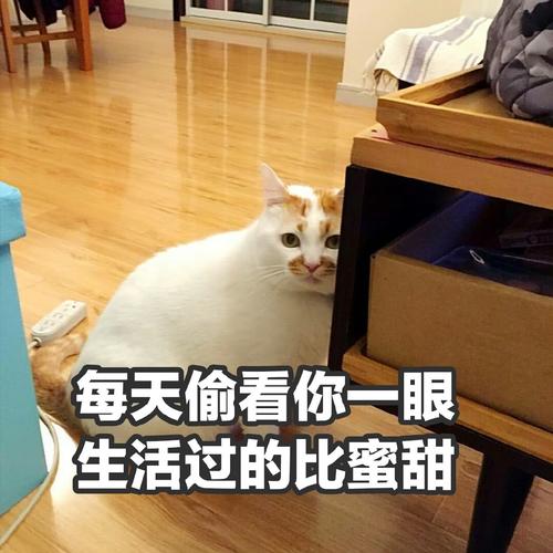 可爱萌宠猫猫搞笑表情包:每天偷看你一眼,生活过得比蜜甜