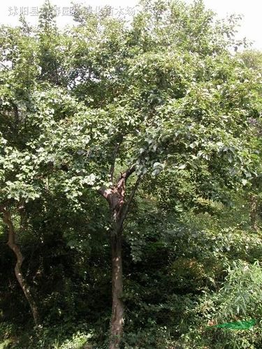 青木树学名为桤树,又称旱冬瓜树,水冬瓜树.