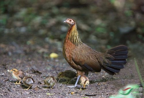 原鸡(母鸡与雏鸡)