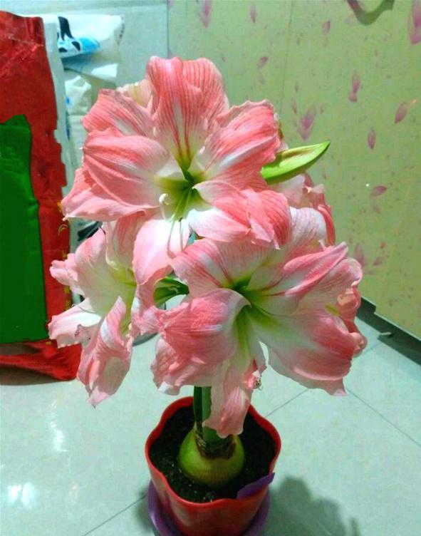 我"最喜欢"的六种朱顶红,开花又大又多,亲戚邻居都说"