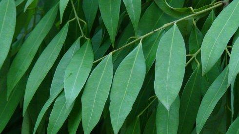 藤黄科铁力木属铁力木mesua ferrea linn.