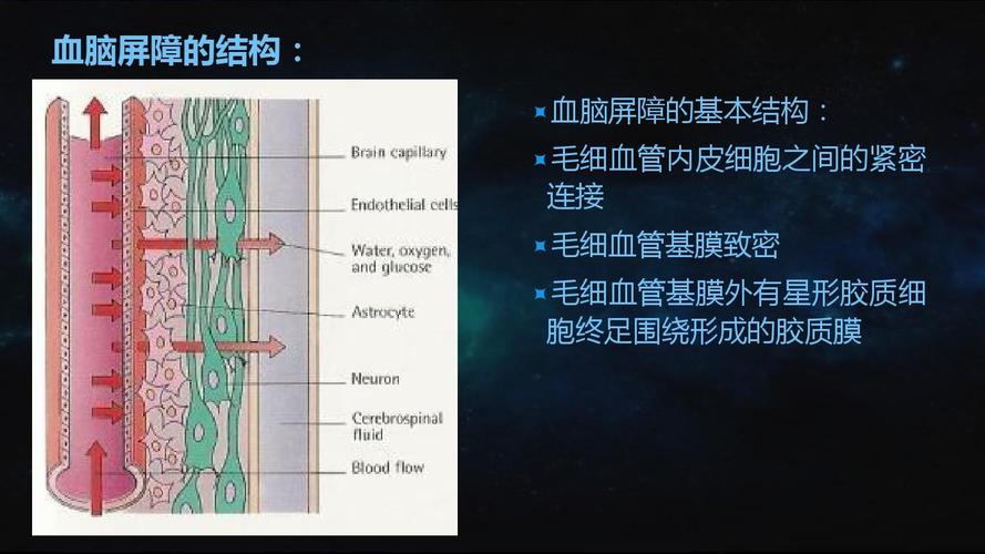 分类 医药卫生 药学 血脑屏障及其突破课堂讲解ppt  血脑屏障的结构