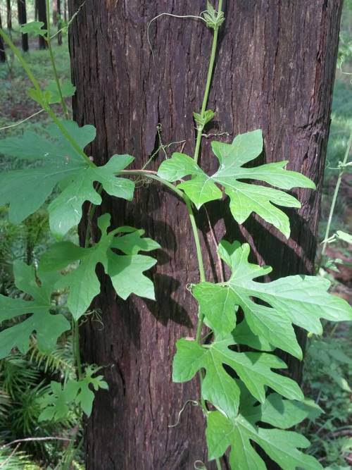 请问图片中爬树的藤本植物学名是什么?