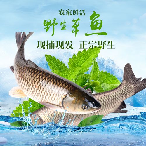 【肯发生鲜】正宗野生草鱼 新鲜活鱼现杀 鲜活鱼鲜味美 约2斤/条
