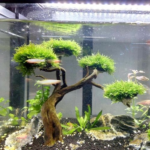 [景匠子001] 莫斯树沉木鱼缸装饰莫斯水草小型造景懒人活体水草净化