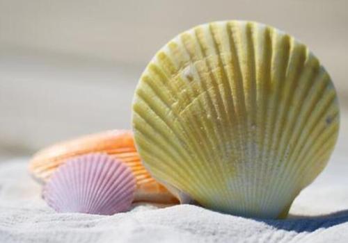 海边的沙滩上常常会有被海浪冲上岸的贝壳,螺类,这些贝壳的形状不一