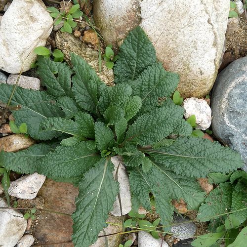 大别山深山野生荔枝草种子雪见草皱皮草癞蛤蟆草蟾蜍草种子