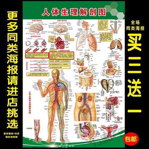 人体生理解剖图消化系统概观图人体心脑血管示意图