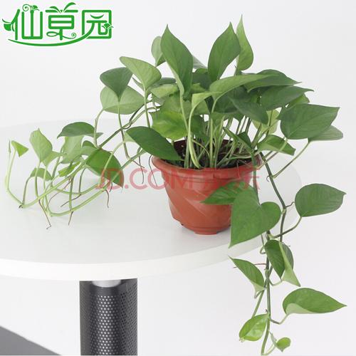 绿色植物绿植吊兰防辐射创意盆栽办公室家居室内盆景绿萝 绿萝 蓝绿色