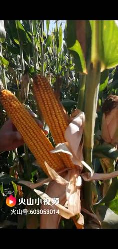 分享宏博优质高产玉米新品种