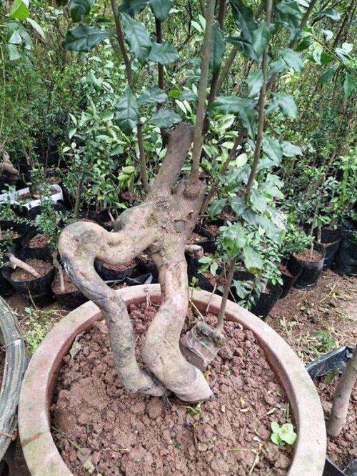 金弹子换盆后,叶子干枯,教你6步挽救