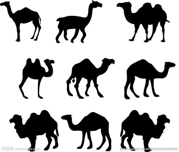 骆驼剪影图片