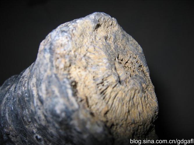 错当古羊角的珊瑚化石