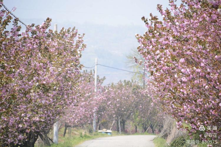 04.12号余姚上马岗樱花基地
