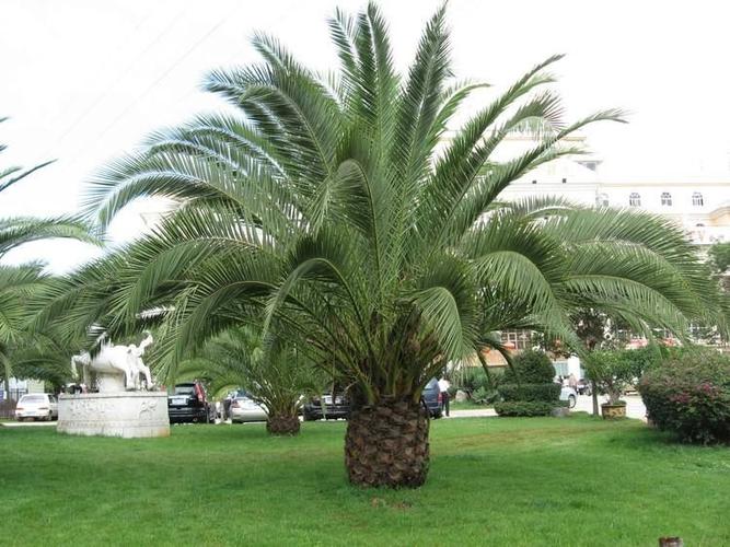 长叶刺葵,宏伟高大,可做小巷行道树,丛植也很漂亮.