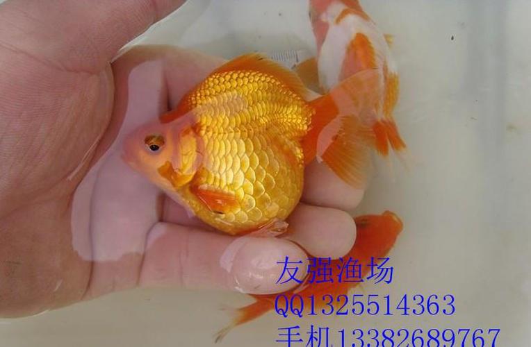 元宝鎏金金鱼 渔场直销 运输包活 金鱼养殖 高中低档都有 高