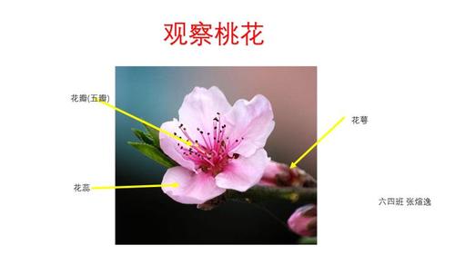 桃花的雄蕊数量多