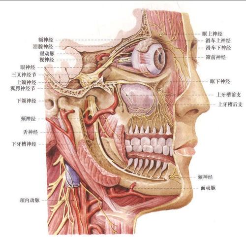 三叉神经及其分支     :         [阅读本文]>>             体解剖