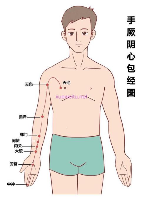 手厥阴心包经