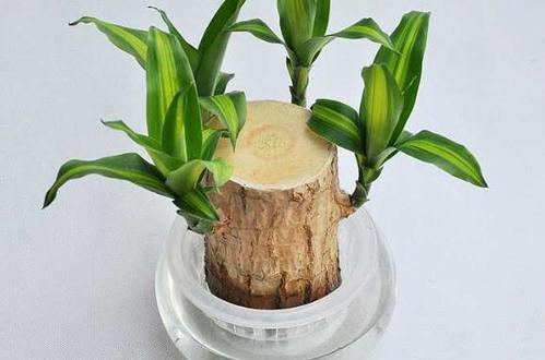 巴西木树桩水培如何养?做好水培和养护,绿意盎然更迷人