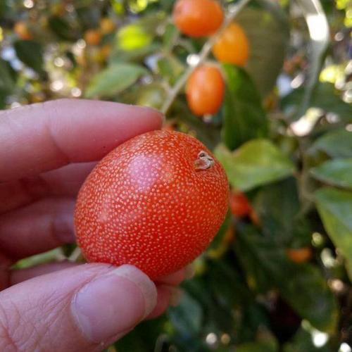 儿时吃过野果子,你吃过几种?你些野果现在基本很少见了!