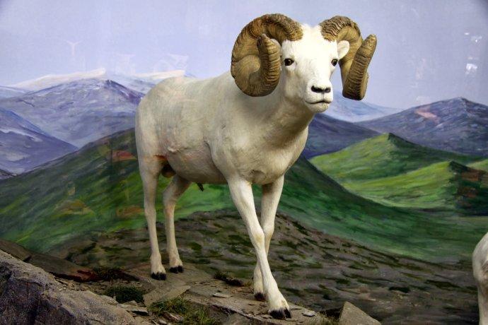 dall sheep 大角羊