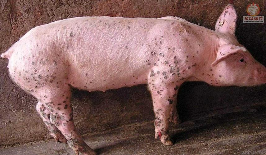 猪坏死性皮炎新疗法