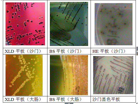 沙门氏菌的疑问