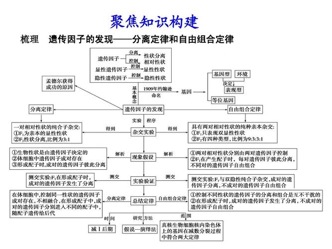 聚焦知识构建 梳理 遗传因子的发现——分离定律和自由组合定律
