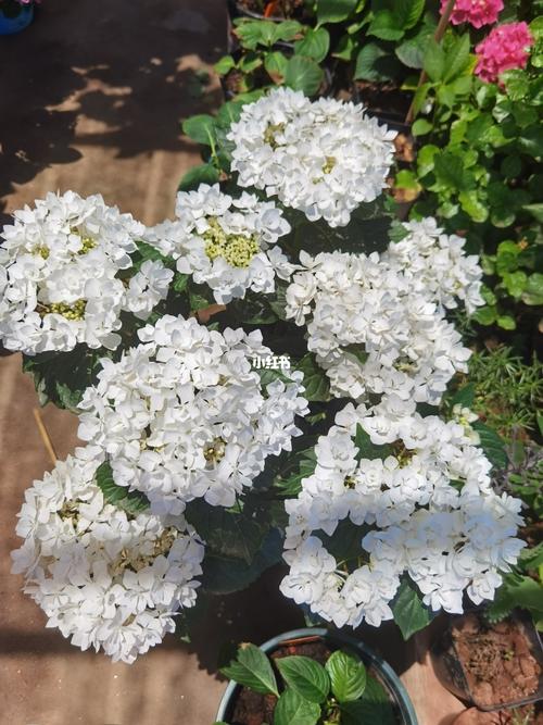 绣球～可可小姐_可可小姐绣球_家居家装_家居装饰