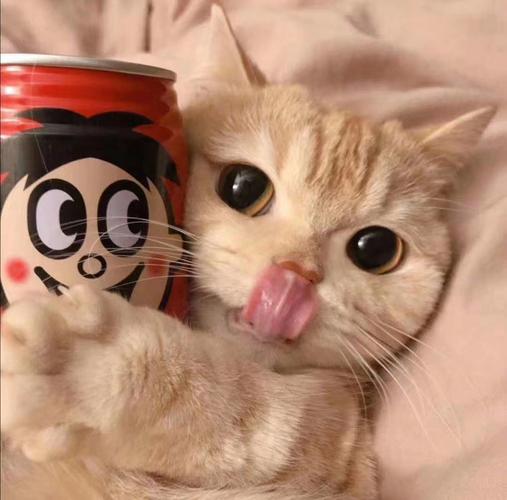 猫咪头像今日可爱份拿图评论