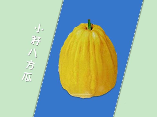 小籽八方瓜