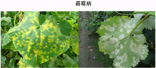 冬季湿度大白粉病,霜霉病高发,怎么防治?