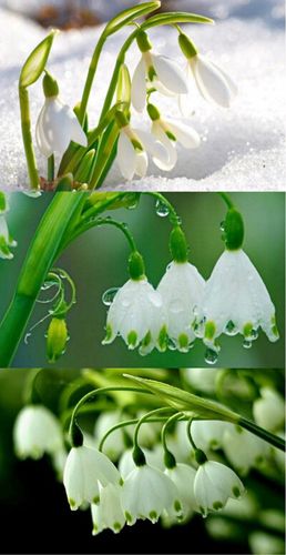 清纯可爱,清丽雅致的——我分不清——雪滴花/雪花莲/雪片莲?