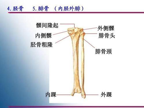 小腿骨头胫骨腓骨位置图