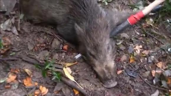 一男子拿木棍戏弄300斤的大野猪,下一秒瞬间后悔