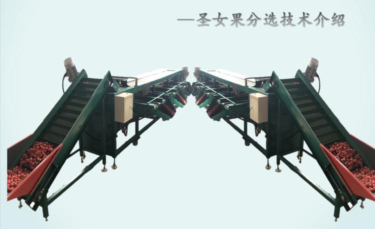 千禧果分选机圣女果选果机小西红柿分大小的机器厂家在山东龙口