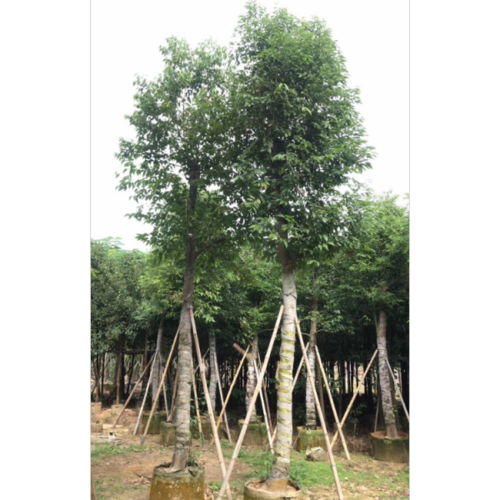 袋苗阴香价格阴香株态优美清香自然福建阴香基地种植