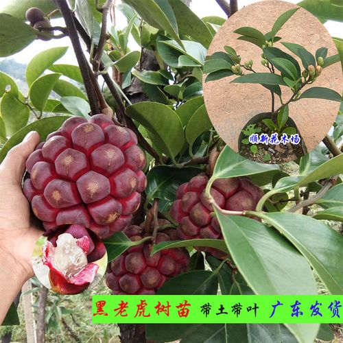 老虎树苗水果水果树带土饭团福寿耐寒爬藤布福娜果树