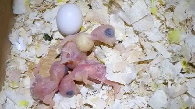 购买未断奶的虎皮鹦鹉一定要注意它们的嗉囊是否饱和!