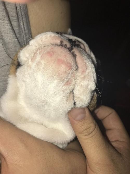 狗狗下巴长了很多小脓包,怎么回事?
